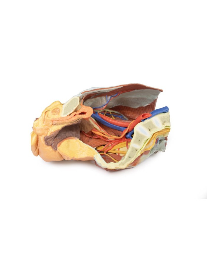 Dissezione del Bacino destro femminile Erler Zimmer 3D anatomy Series