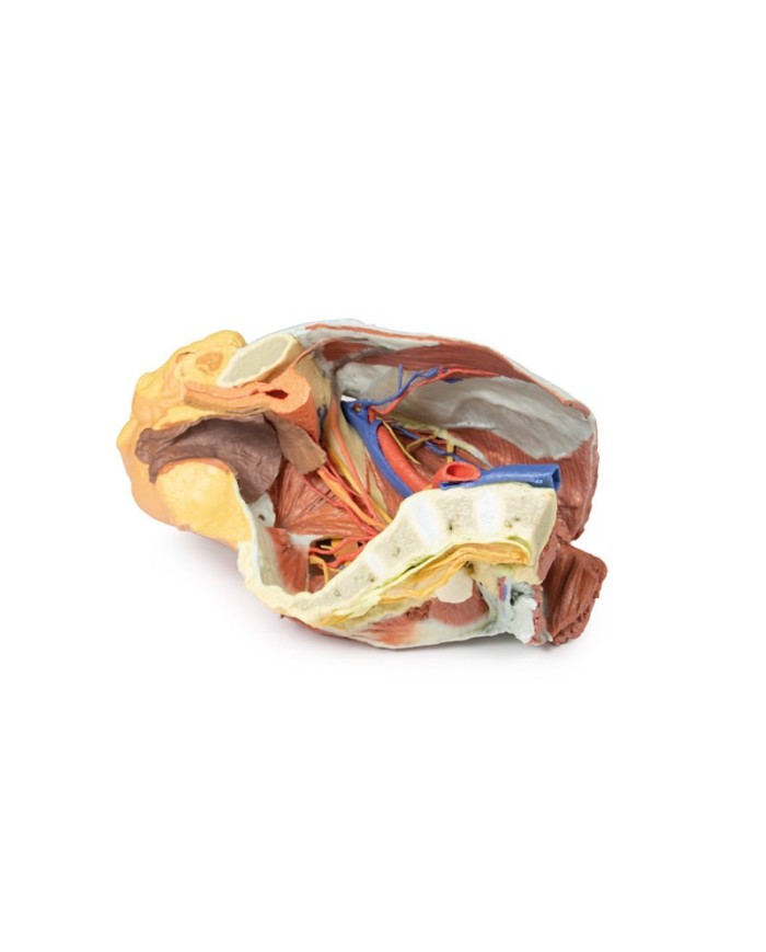 Dissezione del Bacino destro femminile Erler Zimmer 3D anatomy Series