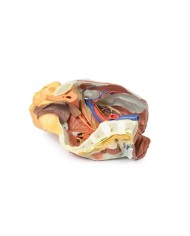 Dissezione del Bacino destro femminile Erler Zimmer 3D anatomy Series