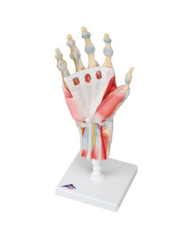 Modello di scheletro della mano con legamenti e muscoli M33/1 Modello di scheletro della mano con legamenti e muscoli M33/1