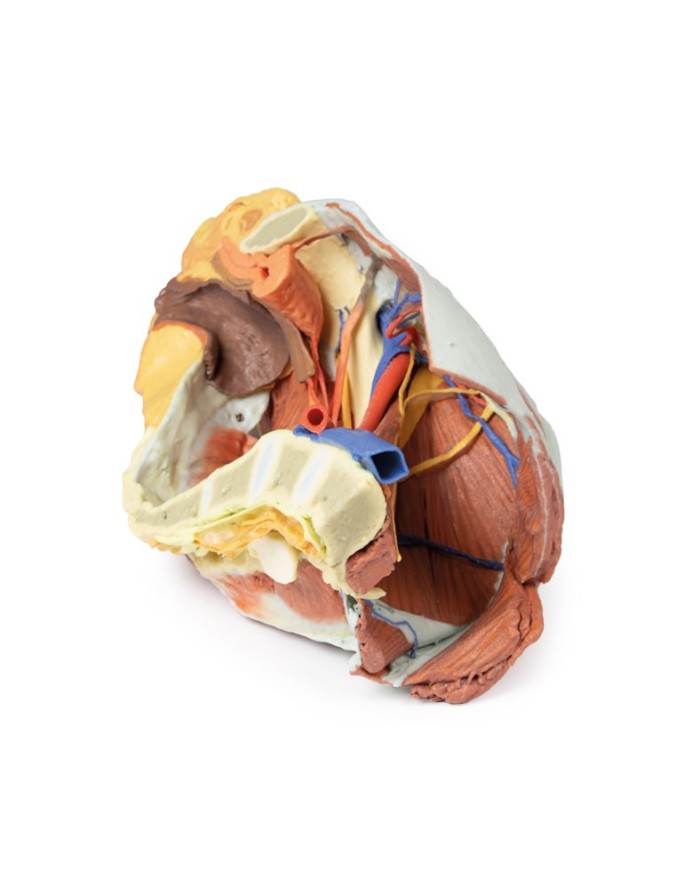 Dissezione del Bacino destro femminile Erler Zimmer 3D anatomy Series