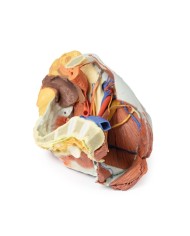 Dissezione del Bacino destro femminile Erler Zimmer 3D anatomy Series