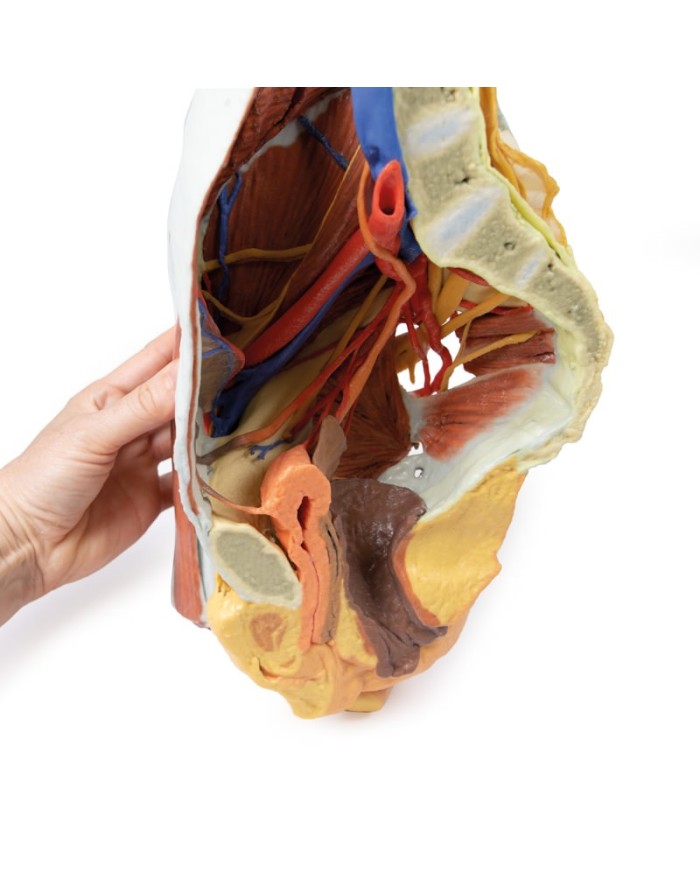 Dissezione del Bacino destro femminile Erler Zimmer 3D anatomy Series