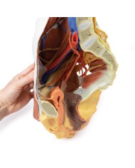 Dissezione del Bacino destro femminile Erler Zimmer 3D anatomy Series