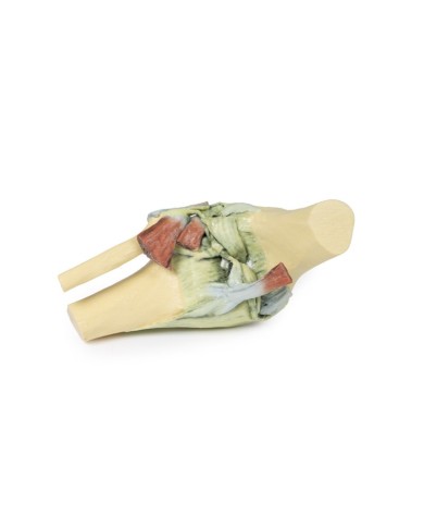 Articolazione del ginocchio, flessa - Erler Zimmer 3D anatomy Series