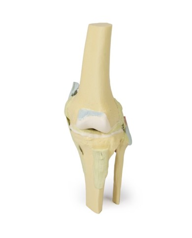 Articolazione del ginocchio, flessa - Erler Zimmer 3D anatomy Series