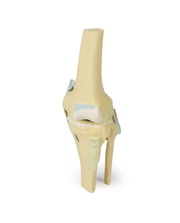 Articolazione del ginocchio, flessa - Erler Zimmer 3D anatomy Series