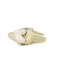 Articolazione del ginocchio, flessa - Erler Zimmer 3D anatomy Series