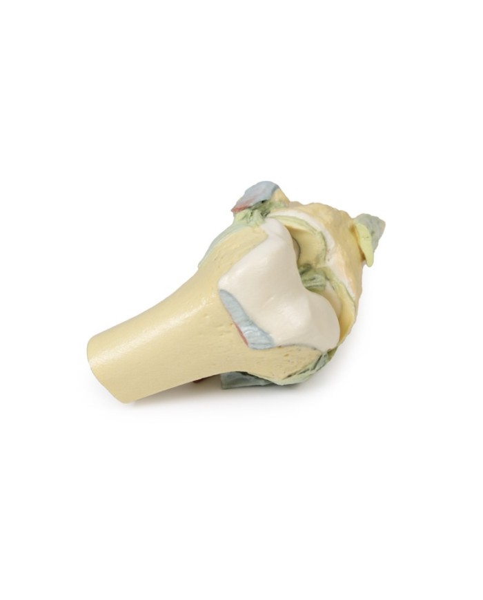 Articolazione del ginocchio, flessa - Erler Zimmer 3D anatomy Series