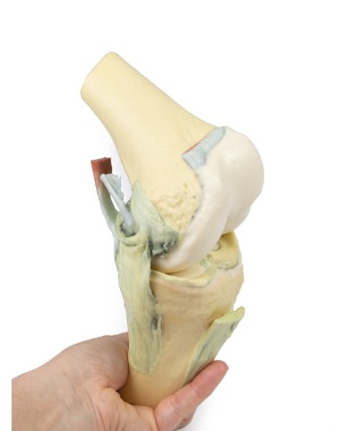 Articolazione del ginocchio, flessa - Erler Zimmer 3D anatomy Series