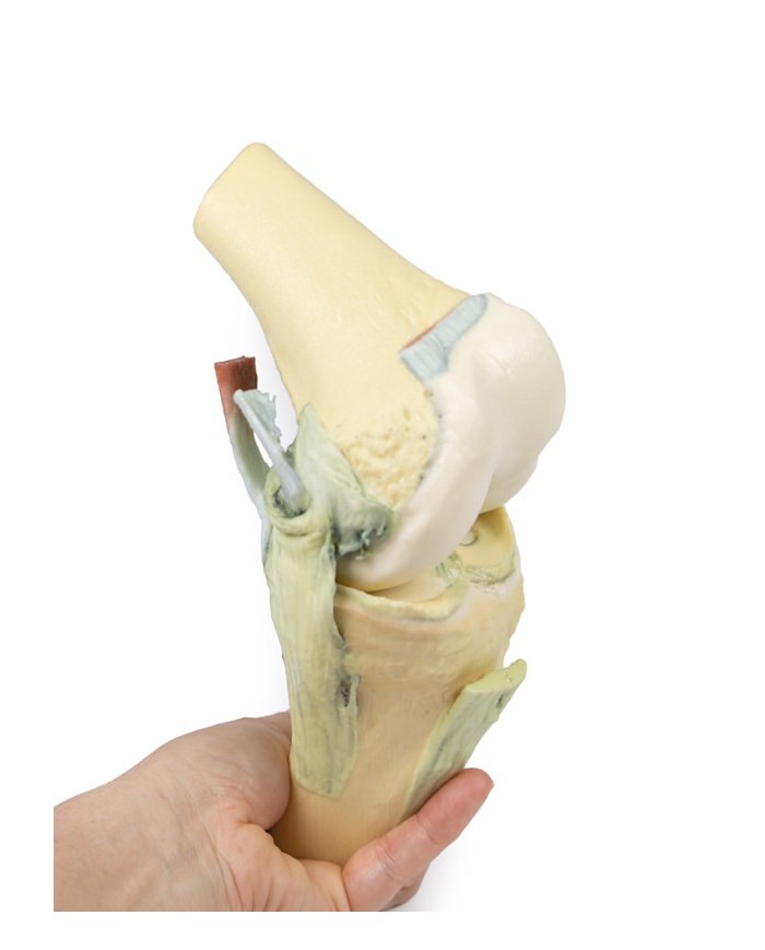 Articolazione del ginocchio, flessa - Erler Zimmer 3D anatomy Series