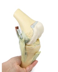 Articolazione del ginocchio, flessa - Erler Zimmer 3D anatomy Series