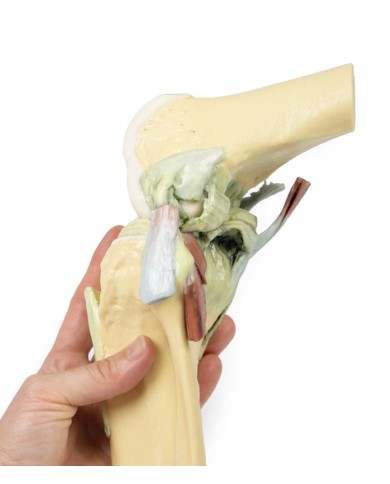 Articolazione del ginocchio, flessa - Erler Zimmer 3D anatomy Series