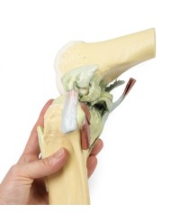 Articolazione del ginocchio, flessa - Erler Zimmer 3D anatomy Series