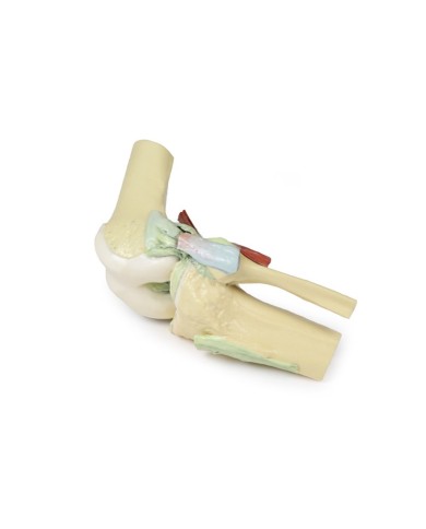 Articolazione del ginocchio, flessa - Erler Zimmer 3D anatomy Series