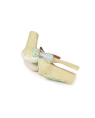 Articolazione del ginocchio, flessa - Erler Zimmer 3D anatomy Series