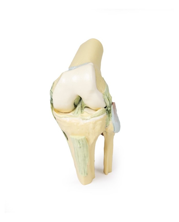 Articolazione del ginocchio, flessa - Erler Zimmer 3D anatomy Series