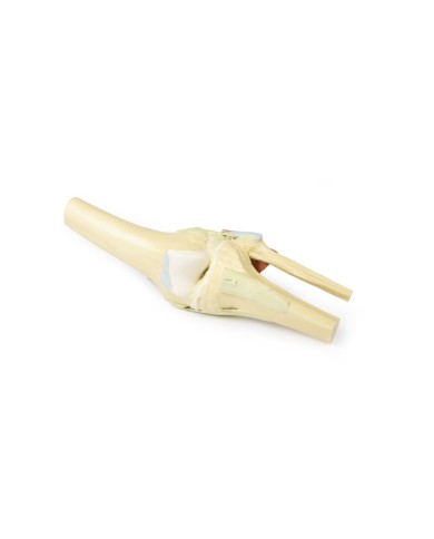 Articolazione del ginocchio estesa Erler Zimmer 3D anatomy Series