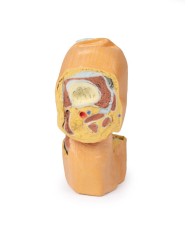 Dissezione profonda dell'articolazione del ginocchio flessa- Erler Zimmer 3D anatomy Series