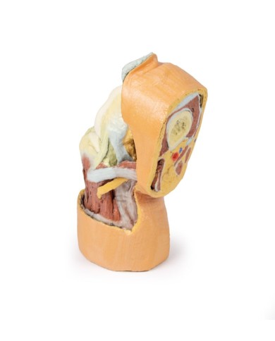 Dissezione profonda dell'articolazione del ginocchio flessa- Erler Zimmer 3D anatomy Series