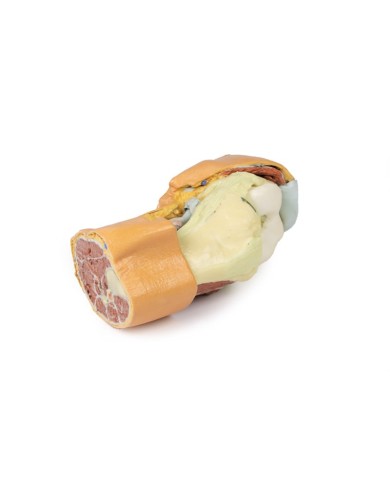 Dissezione profonda dell'articolazione del ginocchio flessa- Erler Zimmer 3D anatomy Series