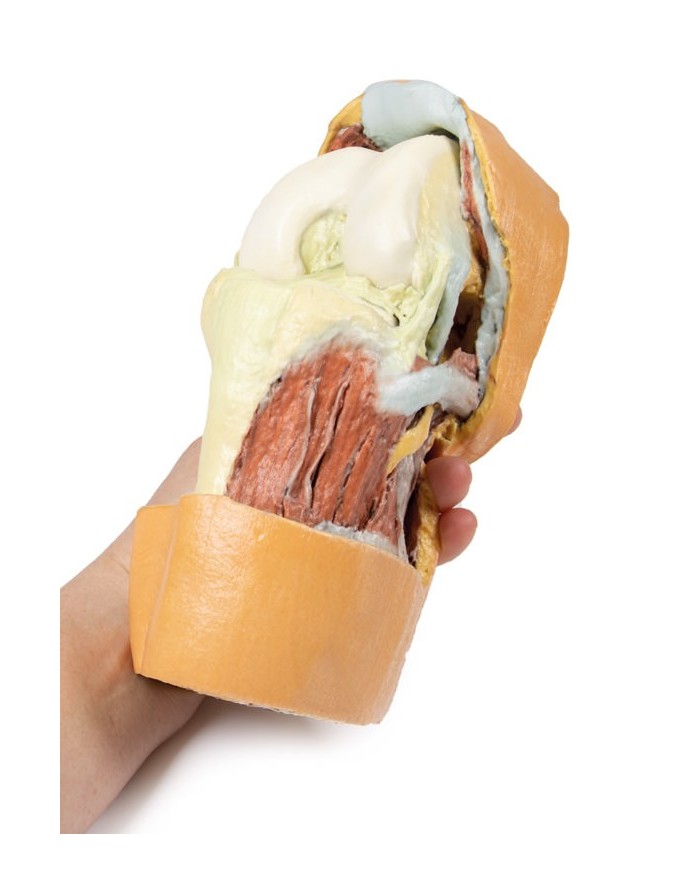 Dissezione profonda dell'articolazione del ginocchio flessa- Erler Zimmer 3D anatomy Series