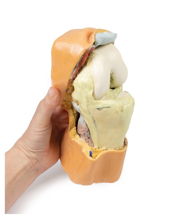 Dissezione profonda dell'articolazione del ginocchio flessa- Erler Zimmer 3D anatomy Series