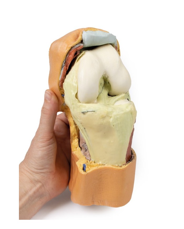 Dissezione profonda dell'articolazione del ginocchio flessa- Erler Zimmer 3D anatomy Series