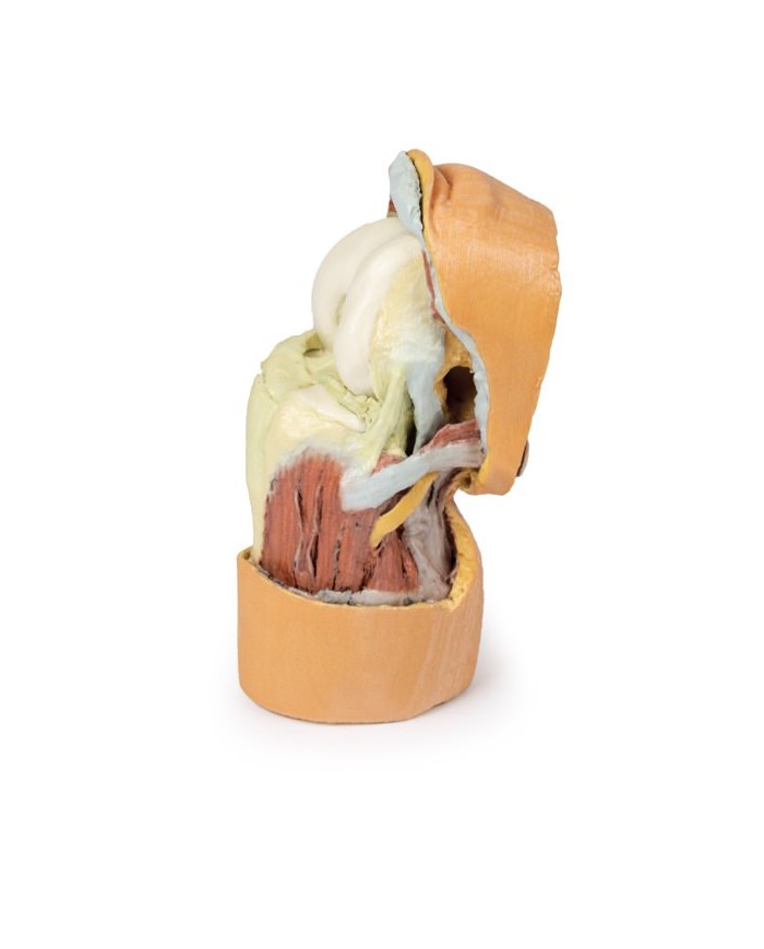 Dissezione profonda dell'articolazione del ginocchio flessa- Erler Zimmer 3D anatomy Series