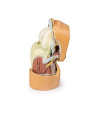 Dissezione profonda dell'articolazione del ginocchio flessa- Erler Zimmer 3D anatomy Series