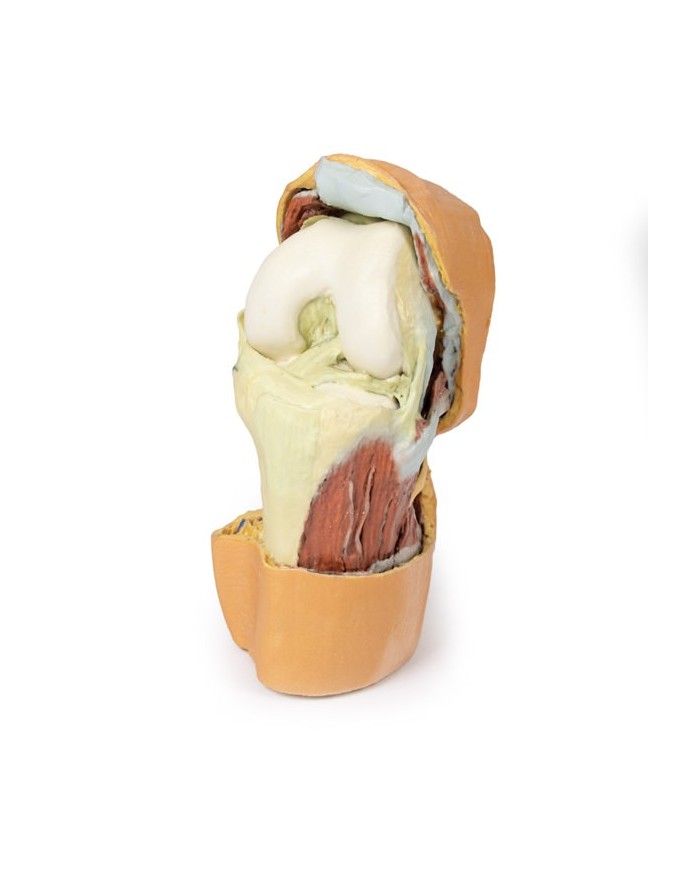 Dissezione profonda dell'articolazione del ginocchio flessa- Erler Zimmer 3D anatomy Series