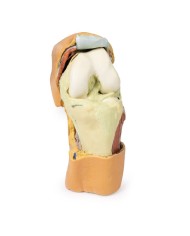 Dissezione profonda dell'articolazione del ginocchio flessa- Erler Zimmer 3D anatomy Series