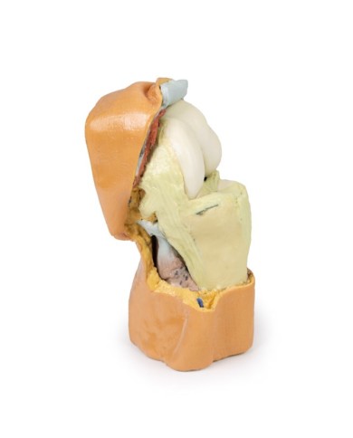 Dissezione profonda dell'articolazione del ginocchio flessa- Erler Zimmer 3D anatomy Series