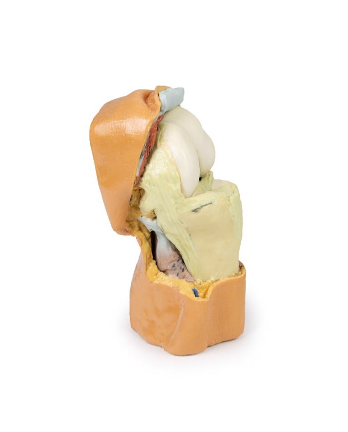 Dissezione profonda dell'articolazione del ginocchio flessa- Erler Zimmer 3D anatomy Series