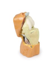 Dissezione profonda dell'articolazione del ginocchio flessa- Erler Zimmer 3D anatomy Series