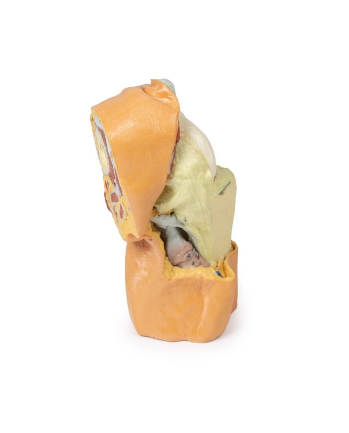 Dissezione profonda dell'articolazione del ginocchio flessa- Erler Zimmer 3D anatomy Series