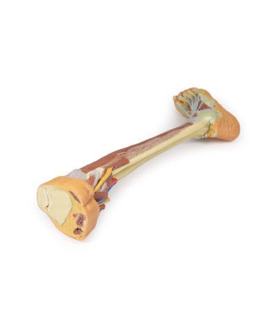 Dissezione profonda dell'arto inferiore - Erler Zimmer 3D anatomy Series