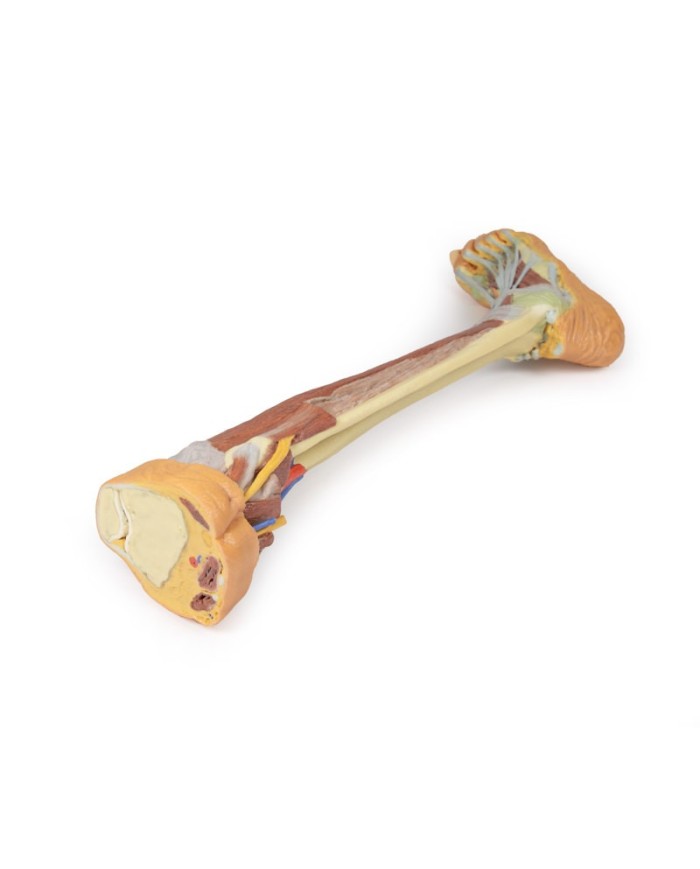 Dissezione profonda dell'arto inferiore - Erler Zimmer 3D anatomy Series