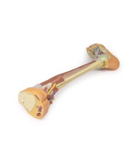 Dissezione profonda dell'arto inferiore - Erler Zimmer 3D anatomy Series