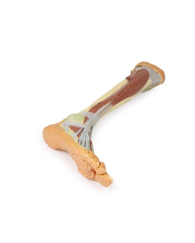 Dissezione profonda dell'arto inferiore - Erler Zimmer 3D anatomy Series