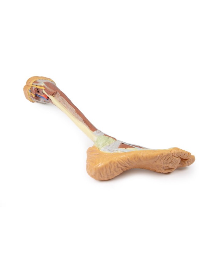 Dissezione profonda dell'arto inferiore - Erler Zimmer 3D anatomy Series