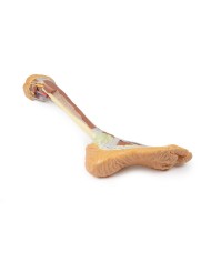 Dissezione profonda dell'arto inferiore - Erler Zimmer 3D anatomy Series