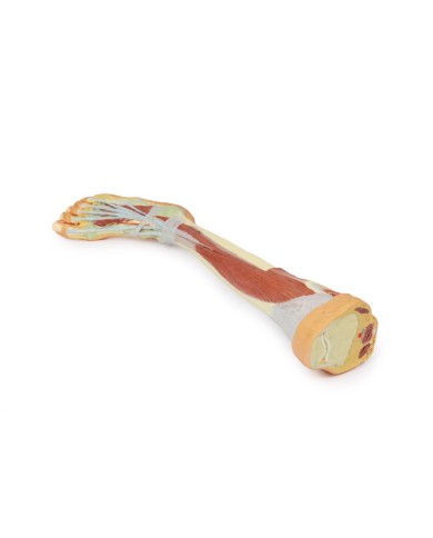 Dissezione profonda dell'arto inferiore - Erler Zimmer 3D anatomy Series