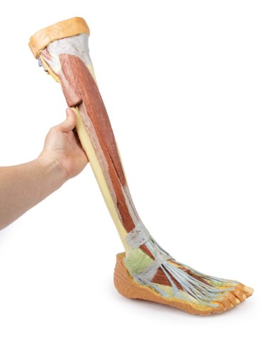 Dissezione profonda dell'arto inferiore - Erler Zimmer 3D anatomy Series