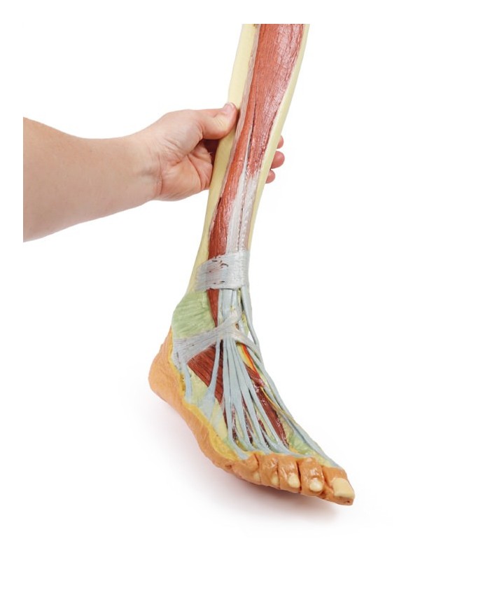 Dissezione profonda dell'arto inferiore - Erler Zimmer 3D anatomy Series