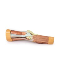 Dissezione della muscolatura dell arto inferiore Erler Zimmer 3D anatomy Dissezione della muscolatura dell arto inferiore Erler Zimmer 3D anatomy