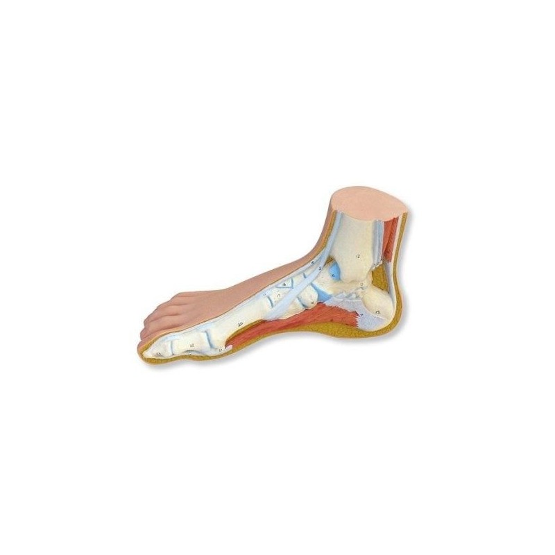3B scientific, modello anatomico di piede normale  M30
