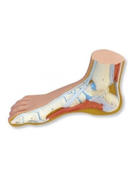 3B scientific, modello anatomico di piede normale  M30
