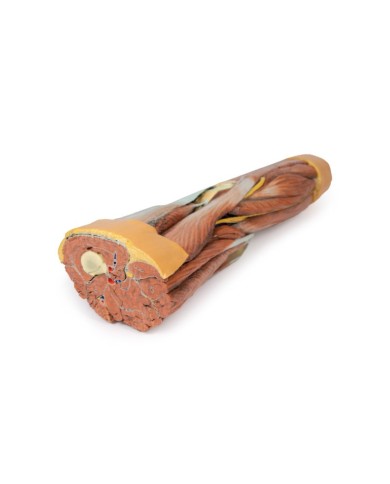 Dissezione della muscolatura dell arto inferiore Erler Zimmer 3D anatomy