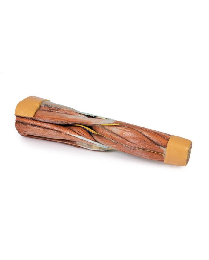 Dissezione della muscolatura dell arto inferiore Erler Zimmer 3D anatomy Dissezione della muscolatura dell arto inferiore Erler Zimmer 3D anatomy
